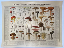 CHAMPIGNONS COMESTIBLES & VENENEUX 1890 D'APREVAL AFFICHE ORIGINALE DRAEGER