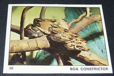 N°20 BOA CONSTRICTOR SERPENT PANINI 1970 TOUS LES ANIMAUX EDITIONS DE LA TOUR