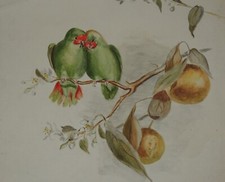 AQUARELLE ORIGINALE OISEAUX