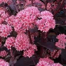Sedum 'Jose Aubergine' - Orpin