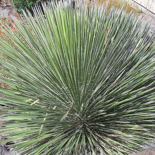 Yucca elata arbre à savon - à,