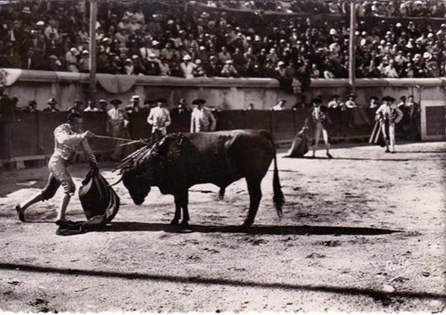Nîmes arènes tauromachie - arènes,