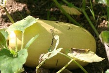6 GRAINES DE COURGE VEGETABLE SPAGHETTI