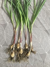 5 plants de poireaux des vignes perpétuels non traités