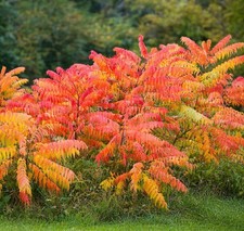 Rhus typhina - Sumac