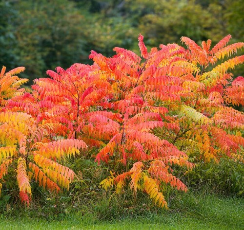 Rhus typhina sumac - typhina,