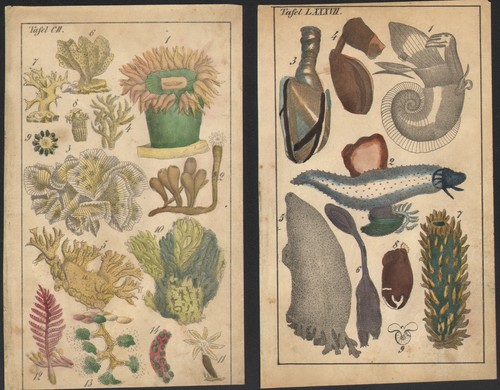 1820 deux gravures originales - 1820,