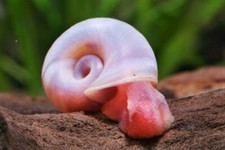 PLANORBES PAR LOT DE 10 - ESCARGOT D'EAU DOUCE -  PLANORBE ROSE - BLEU - BRUNE