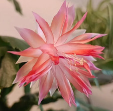 Rare schlumbergera double
