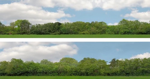 Scenic arrière plans arbres - scenic,