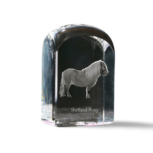 Poney shetland - poney,