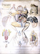 DESSIN ORIGINAL Anatomie