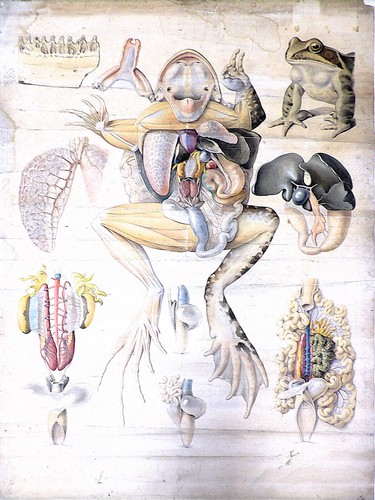 Dessin original anatomie - original,