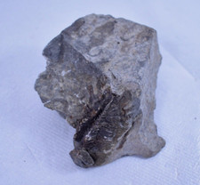 SUPERBE FOSSILE TRILOBITE 4 cm