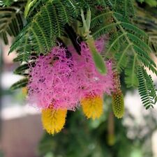 8 graines ARBRE DE NOËL DU