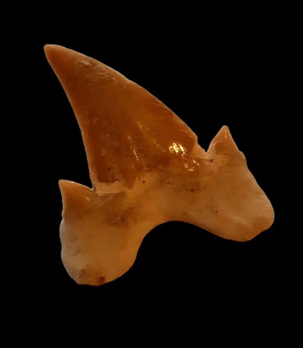 Dent requin fossile otodus - dent,