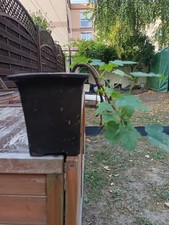 ERABLE TYPE CASCADE EN POT TRES BIEN ENRACINE