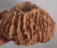 curiosité , taxidermie : Superbe Eponge Barrique Naturalisée 