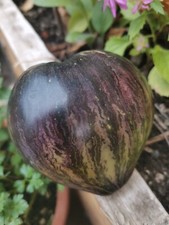 15 Graines de Tomate Rebel
