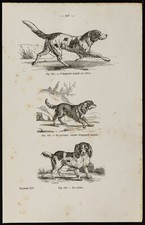 1867 - Chien épagneul anglais, springer & cocker - Gravure ancienne - Cynologie