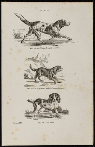 1867 chien épagneul - chien,