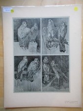 ETUDES D' ANIMAUX  MATHURIN