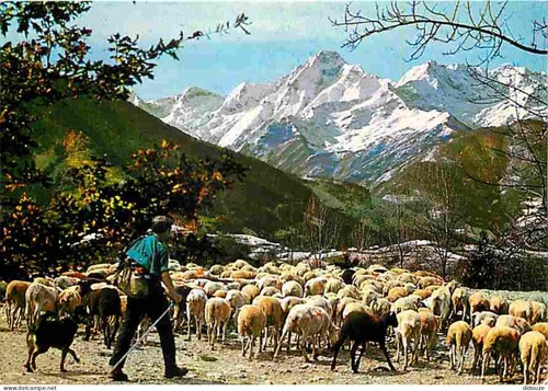 Carte postale animaux - carte,