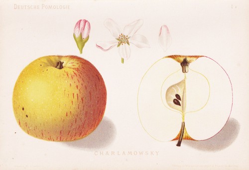 Charlamowsky pomme pommes - charlamowsky,