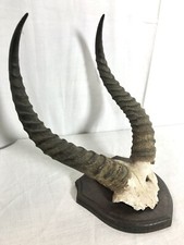 Cornes d'antilope Afrique, Trophée De Chasse Décoratif, Cabinet De Curiosité