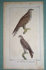Gravure colorée OISEAUX 1824