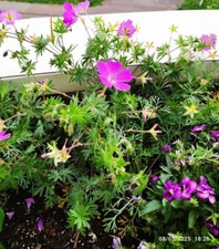 5 GRAINES DE GERANIUM ROSE