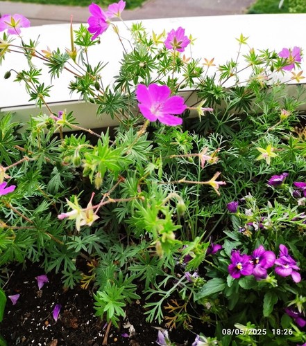 Graines geranium rose - 5,