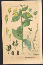 1886 Lithographie Lysimaque