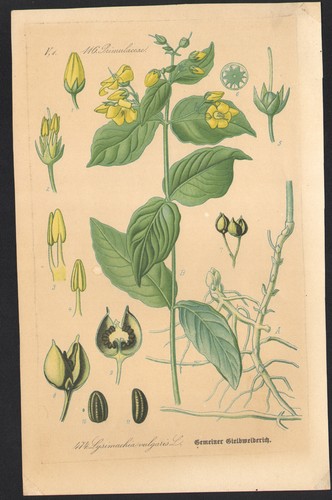 1886 lithographie lysimaque - 1886,