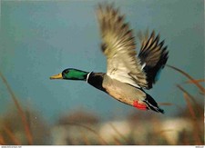 Animaux - Oiseaux - Canard - Colvert - CPM - Voir Scans Recto-Verso