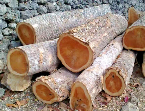 000 golden teak tree seedss - 1.000+,