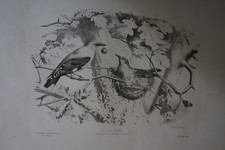 Edouard TRAVIES 1809-1869