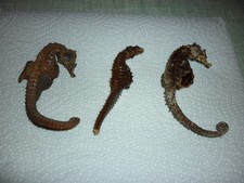 hippocampe séchè cheval de