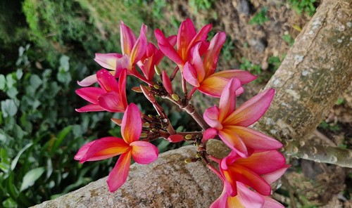 Plumeria rubra - plumeria, (pink/yellow)/