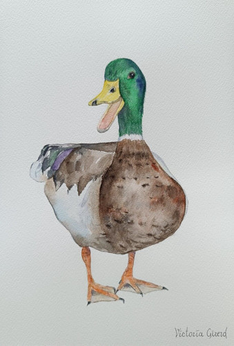 Canard aquarelle a4 - à, l'aquarelle,