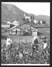 1951  --  NAVARRA NAVARRE . RECOLTE DEVANT BERROETA . 3Y020