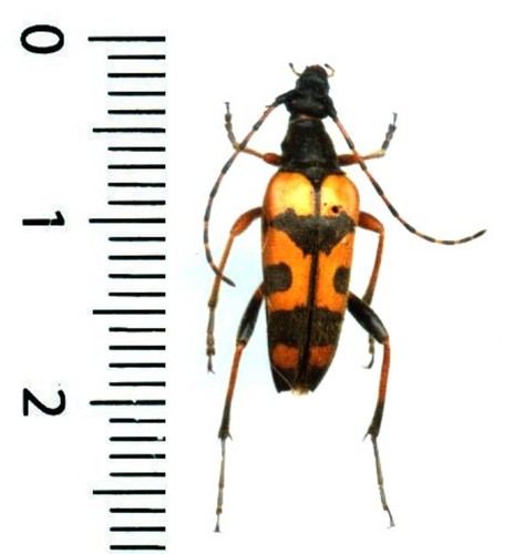Cerambycidae rutpela - cerambycidae, –