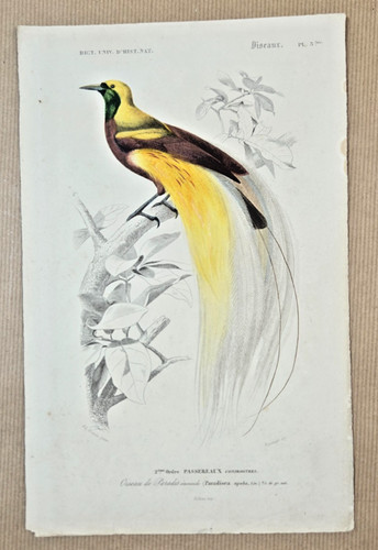 Gravure coloriée oiseaux - gravure,