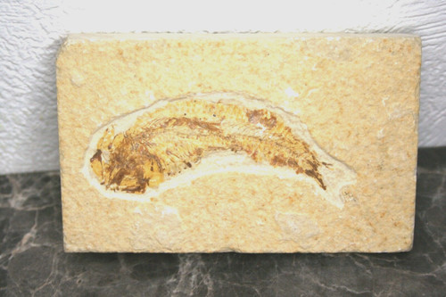 Beau fossile poisson - fossile,