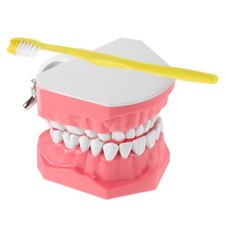  Modele Dentaire Pedagogique