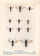 1932 Imprimer ~ Digger Wasps ~ Palpe Jaws Commun Épineux Argenté Puffé Robber