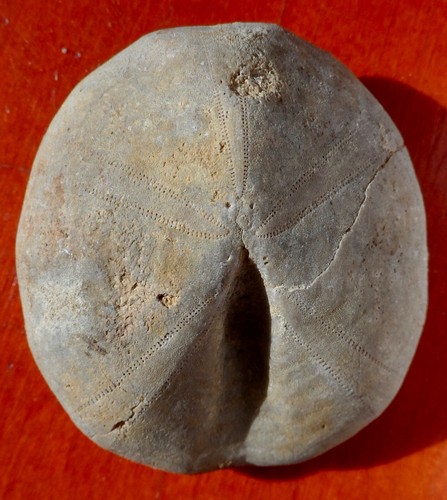 Oursin fossile jurassique - jurassique, de