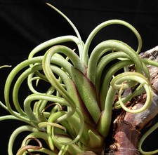 Tillandsia caput medusa - Plante pieuvre | Tête de Méduse