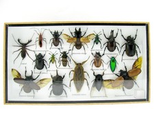 Insectes 3D - exotiques réel
