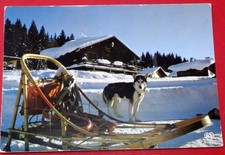 39 , jura , chien de traineau dans le haut-jura , cpsm